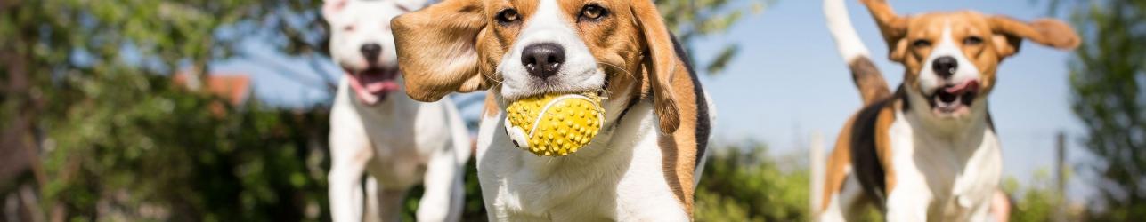 Banner - Dog Park