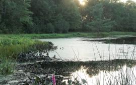 Benson Park pond