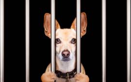 criminal dog behind bars photo