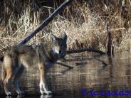 Coyote walking on an icy pond at Benson Park, photographed by Eric Lucido