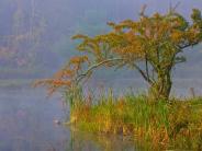 Early morning fog on tree at Swan Lake in Benson Park