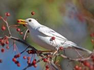 Rarely seen White Robin resting on branch of berries; photo by Danielle Durocher