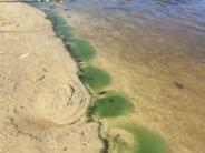 Photo of pond water with green blooms of harmful algal blooms