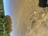 Photo of pond with brownish sudsy like formation along edge