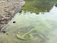 Photo of pond water with green like stuff floating on top - cyanobacteria bloom