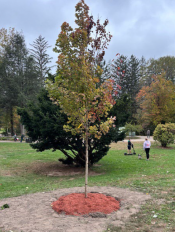 donated tree