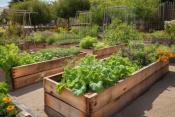 rasied bed garden