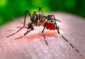 Mosquito on persons finger