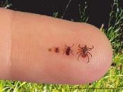 Four different sized ticks on a persons finger