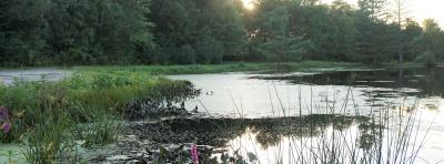 Benson Park pond