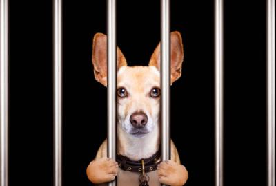criminal dog behind bars photo