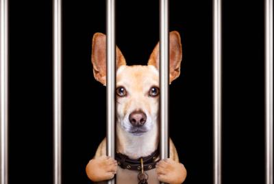 criminal dog behind bars photo