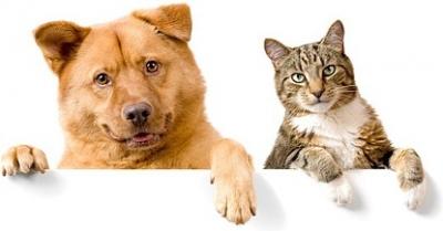 dog and cat photo